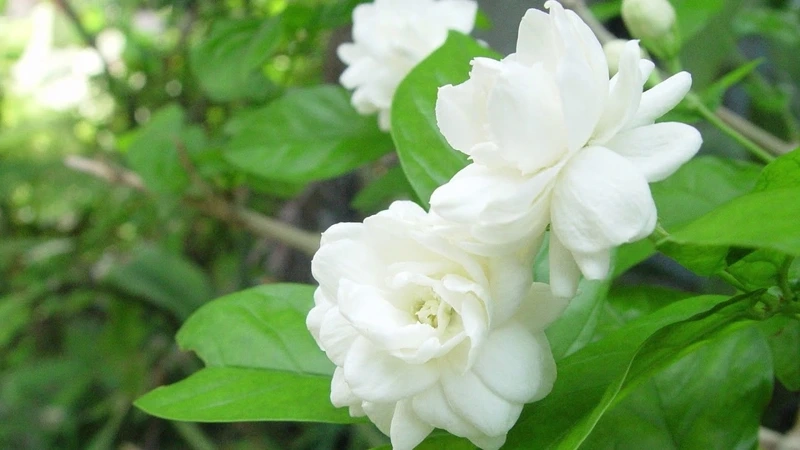 Hương thơm nồng nàn lan tỏa từ hoa nhài hương thơm