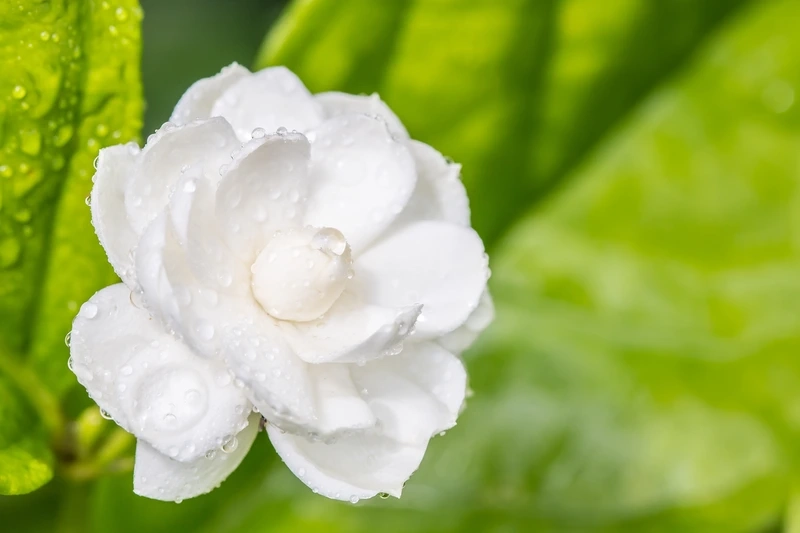 Khoảnh khắc tuyệt đẹp được ghi lại ảnh đẹp hoa nhài