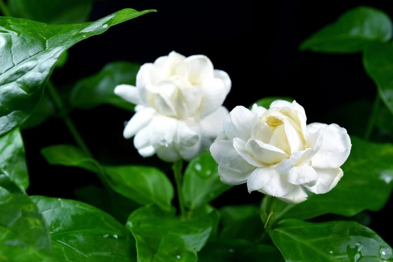 Không gian sống thêm phần tươi sáng với hoa nhài