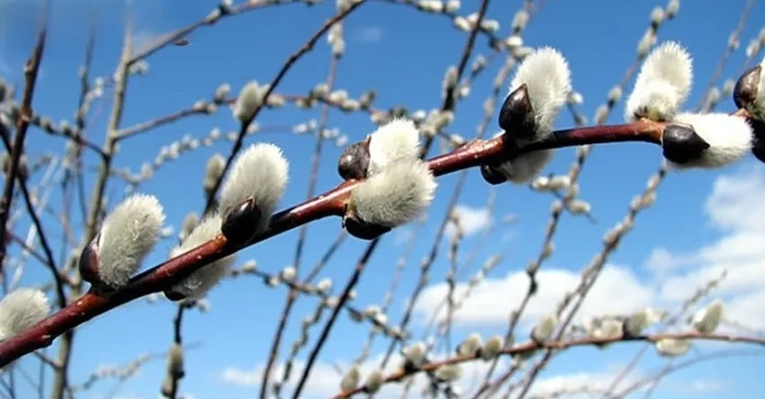 Tinh khôi Hoa Nụ Tầm Xuân trắng tô điểm góc nhà