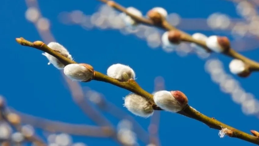 Hoa Nụ Tầm Xuân sáp bền lâu, chưng tết tiện lợi