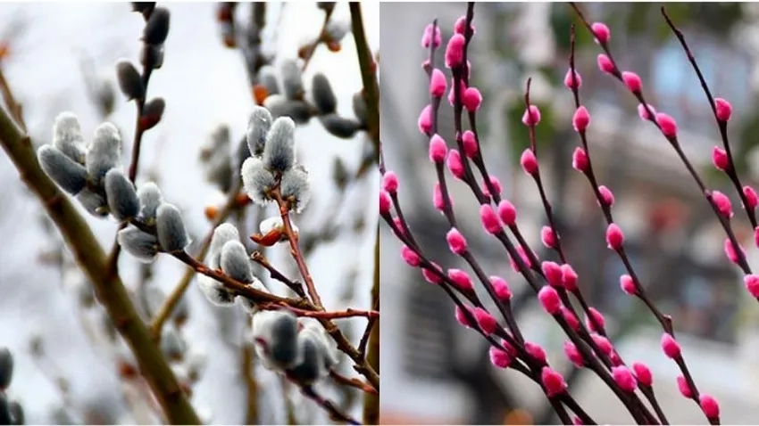 Hoa Nụ Tầm Xuân giả vẫn đẹp mắt trang trí nhà