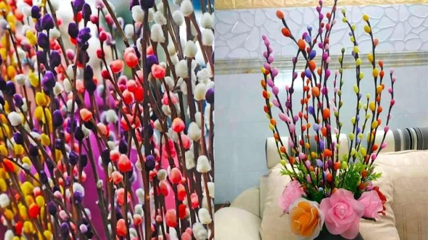 Ngắm Hoa Nụ Tầm Xuân đẹp nhất cho không gian tết