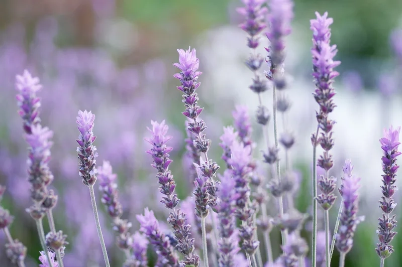 Thưởng thức sắc tím dịu dàng của hoa oải hương tím