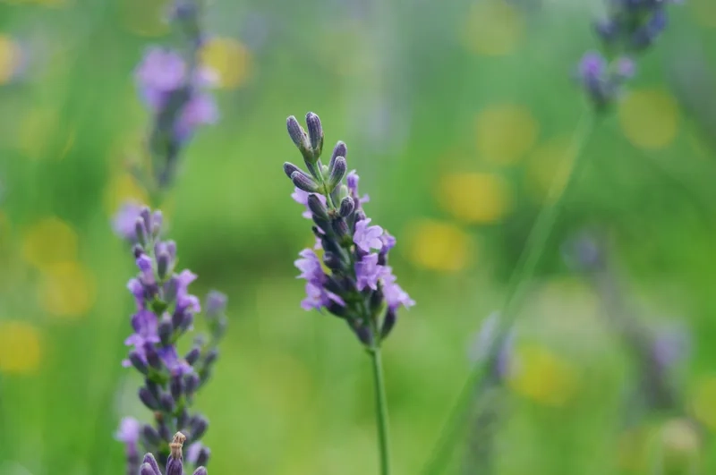 Khám phá vẻ đẹp tinh tế của hoa oải hương đẹp