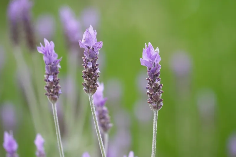 Gửi yêu thương bằng bó hoa oải hương lãng mạn