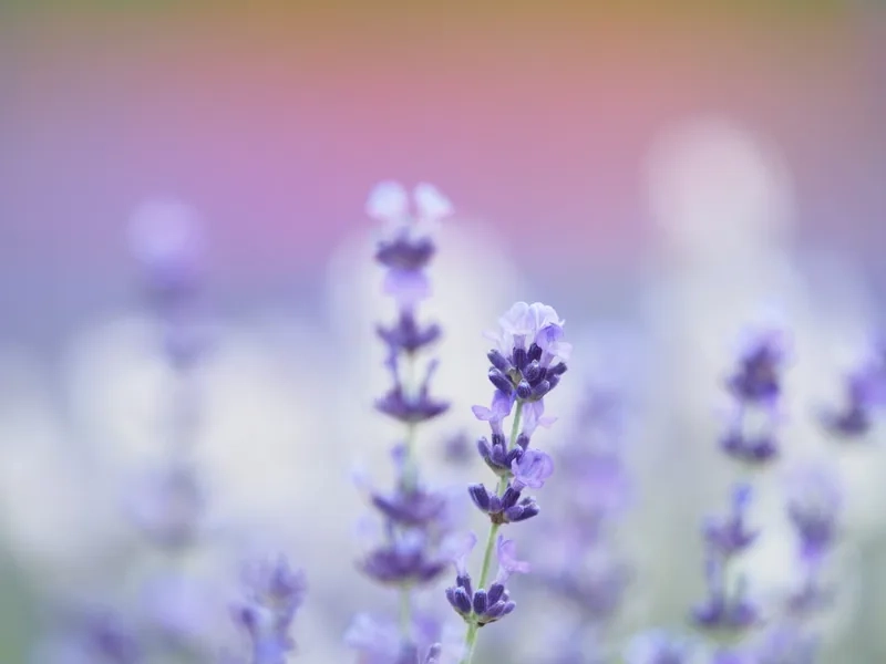 Ý nghĩa sâu sắc trong hoa oải hương ý nghĩa