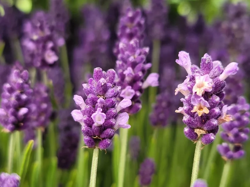 Sang trọng và thanh lịch nhờ hoa oải hương sang trọng