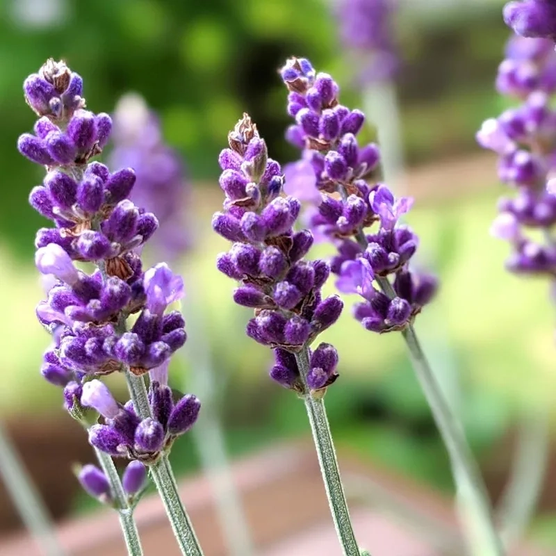 Hương thơm quyến rũ từ hoa oải hương thơm