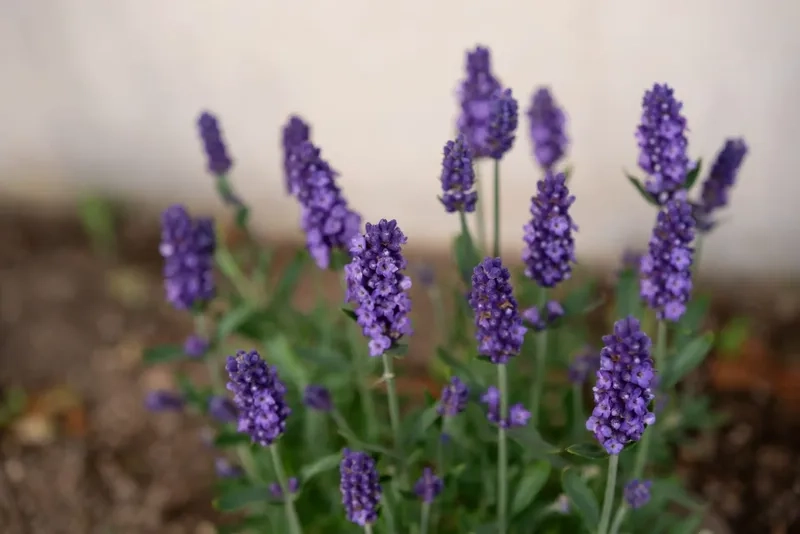 Vẻ cổ điển trong hoa oải hương phong cách vintage