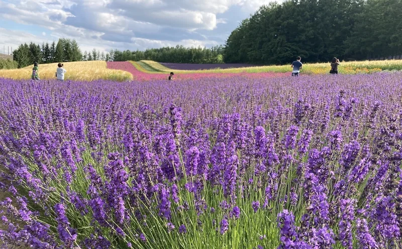 Trang trí sống động nhờ hình nền hoa oải hương