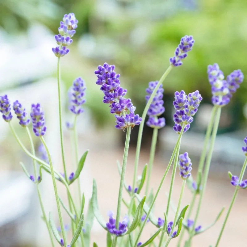 Mẫu mã đa dạng từ mẫu hoa oải hương