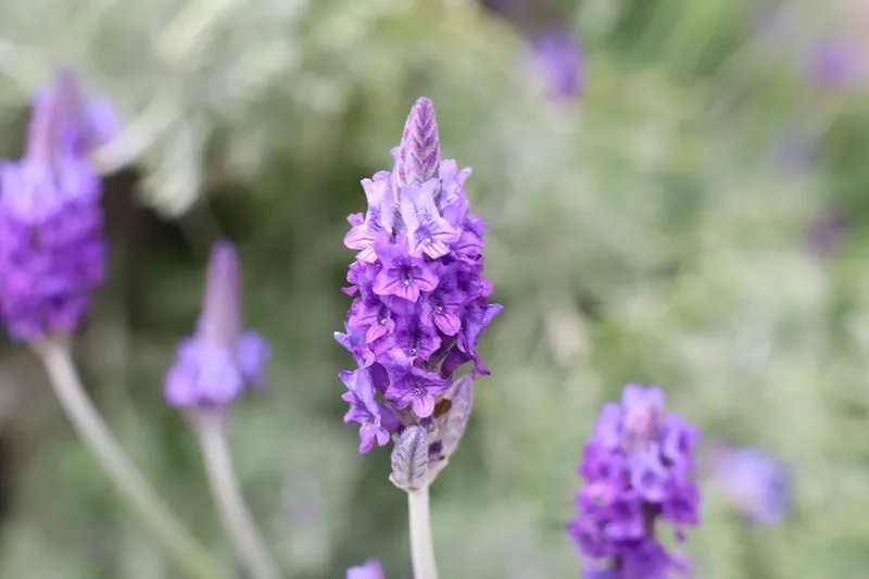 Lãng mạn và nhẹ nhàng cùng hoa oải hương lãng mạn