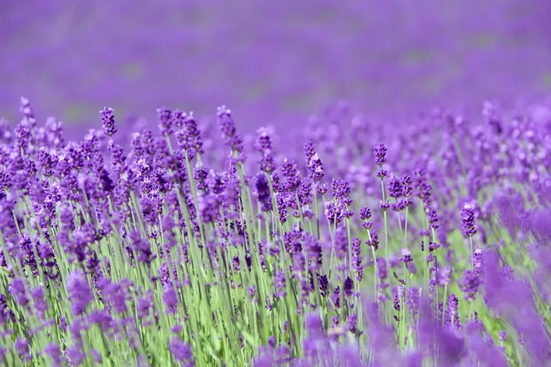 Ngắm vẻ đẹp tuyệt vời của hoa oải hương đà lạt