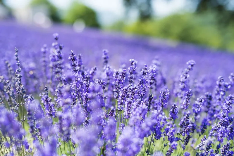 Dịu dàng và thanh thoát nhờ hoa oải hương dịu dàng