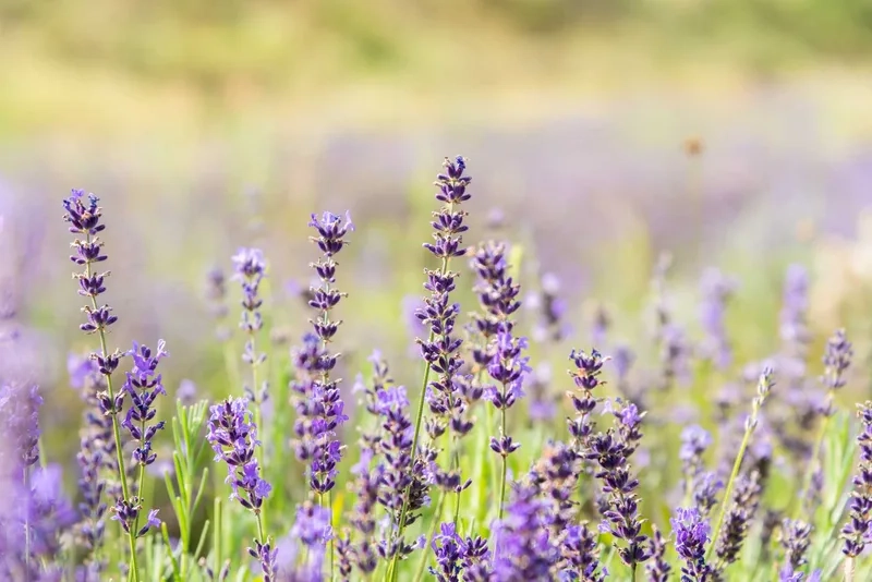 Đơn giản và nhẹ nhàng cùng hoa oải hương đơn giản