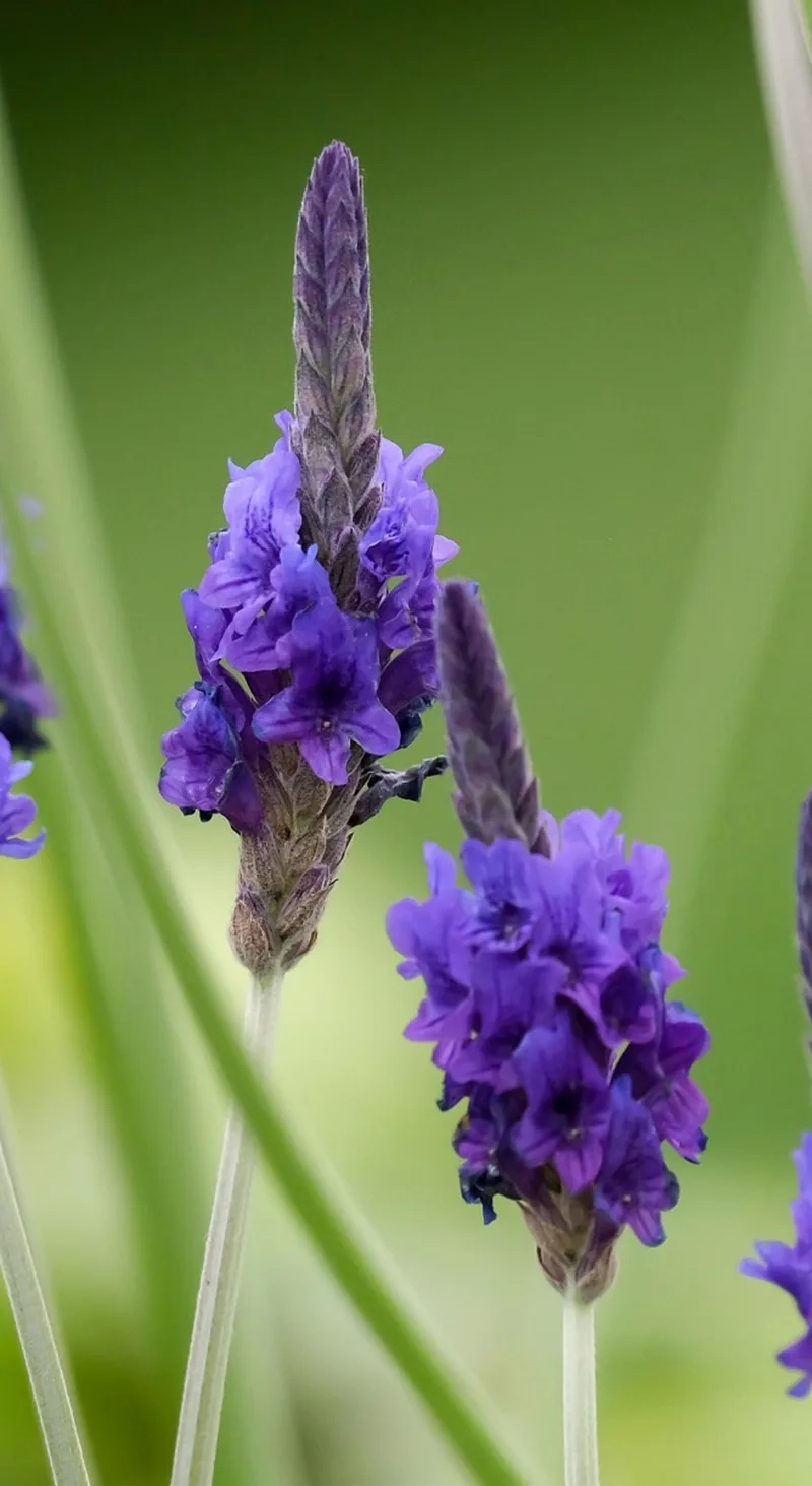 Tìm hiểu thời gian nở của hoa oải hương nở tháng mấy