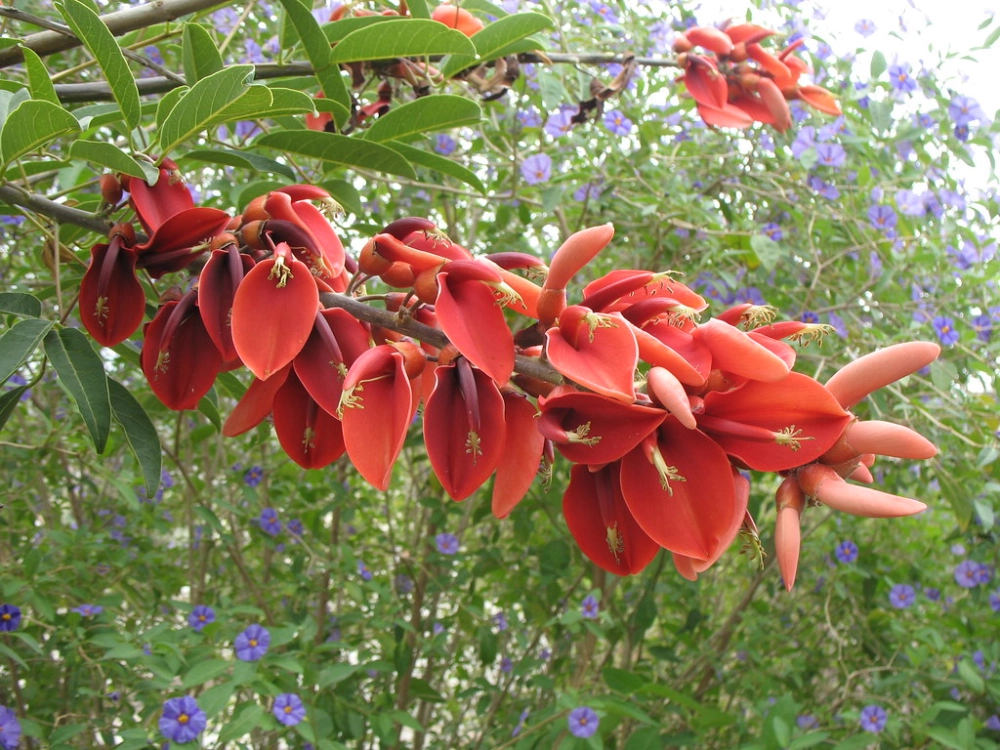 Hoa Osaka đỏ đẹp kiêu sa nổi bật với sắc đỏ rực rỡ