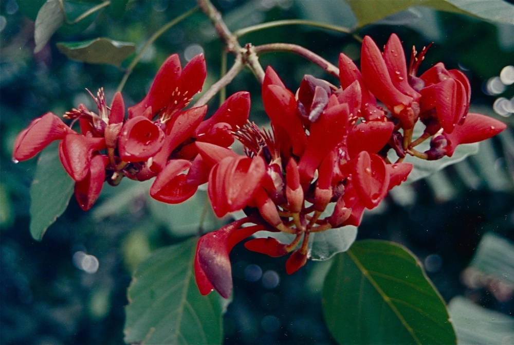 Hình ảnh hoa Osaka đỏ cuốn hút từng cánh hoa mềm mại