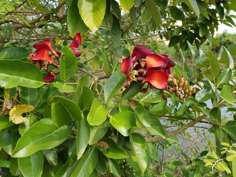 Hoa Osaka đỏ hình dáng thanh thoát rực rỡ tràn sức sống