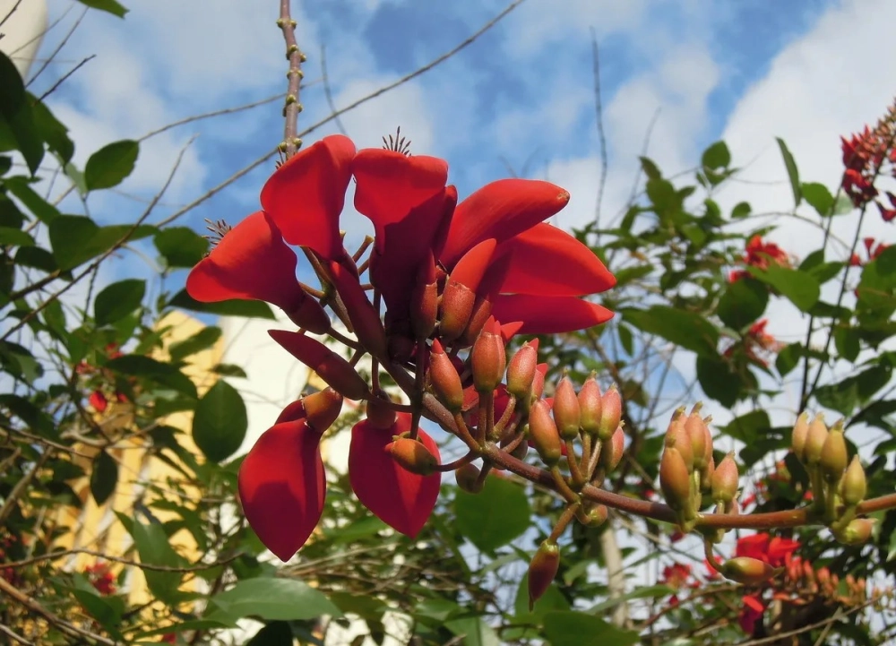 Hoa Osaka đỏ phong cách thanh lịch nổi bật đầy kiêu sa