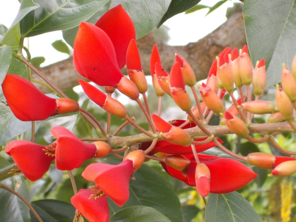 Hoa Osaka đỏ mới nhất tươi tắn tràn sức sống tự nhiên