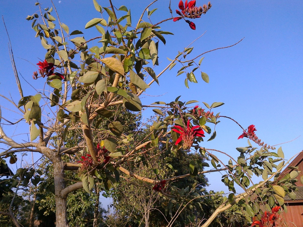 Hoa Osaka đỏ chất lượng giữ trọn vẻ đẹp rực rỡ tự nhiên