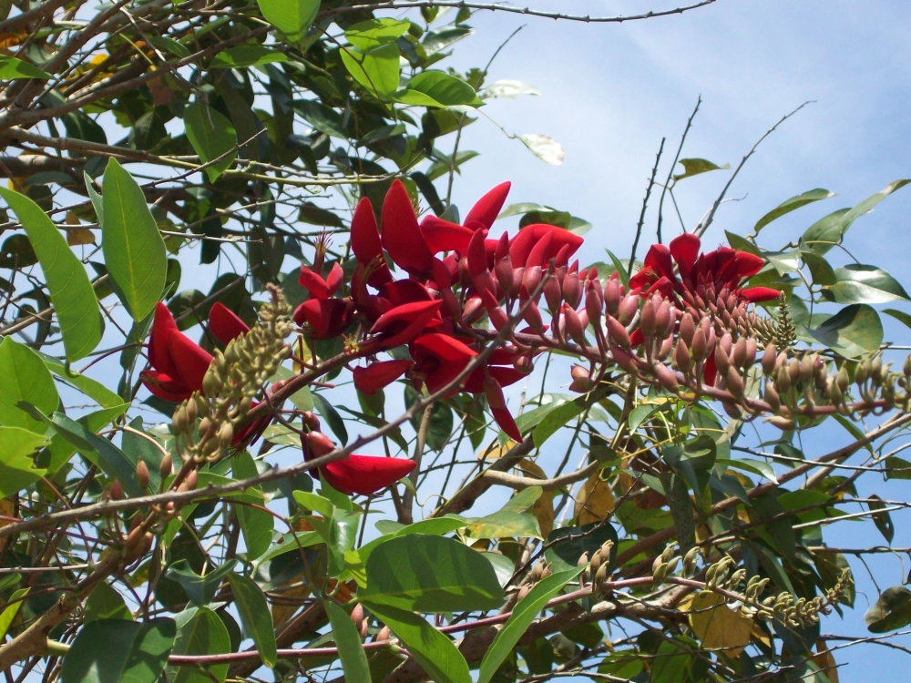 Hoa Osaka đỏ thẩm mỹ tinh tế từng đường nét cánh hoa