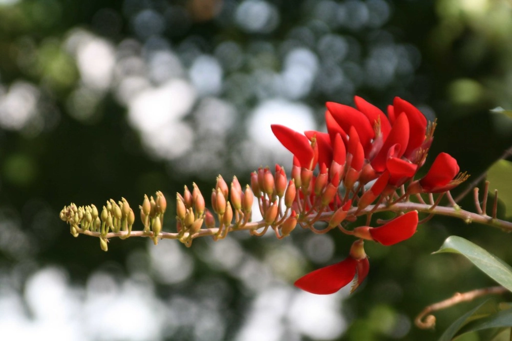 Hoa Osaka đỏ rực rỡ lung linh như giọt nắng mùa xuân