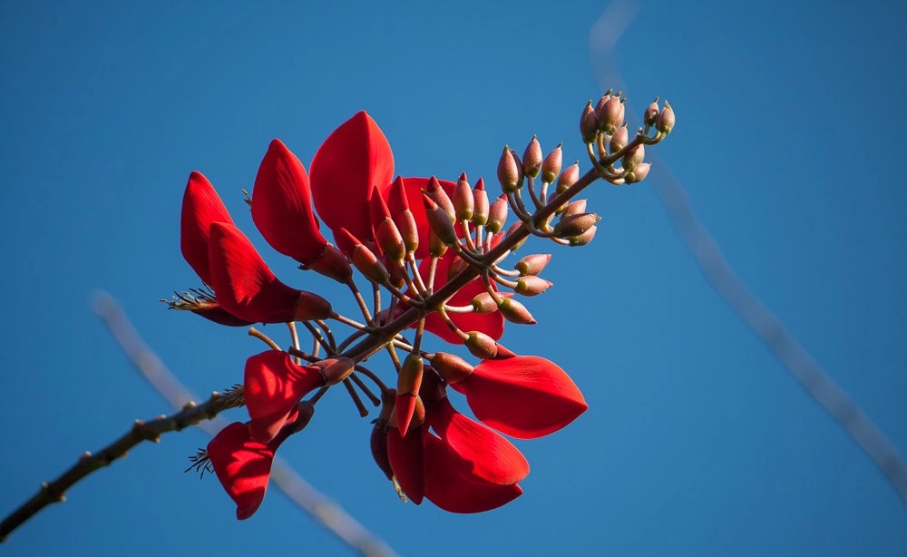 Ý nghĩa hoa Osaka đỏ rực rỡ tỏa sắc thu hút ánh nhìn