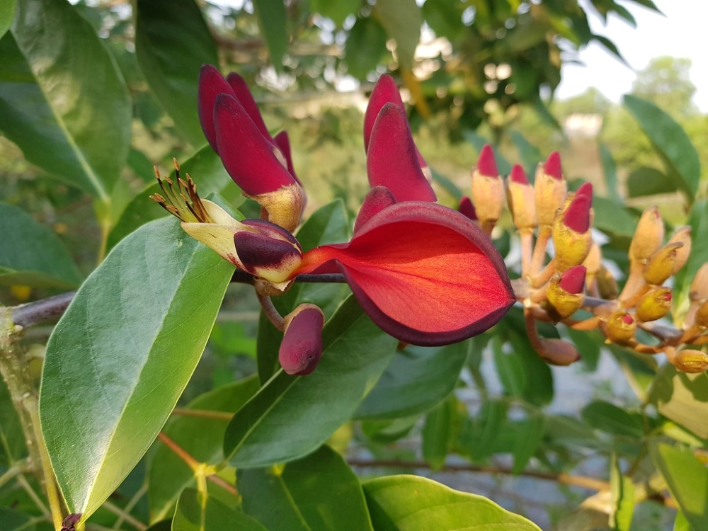 Hoa Osaka đỏ nghệ thuật đẹp kiêu sa khiến lòng say mê