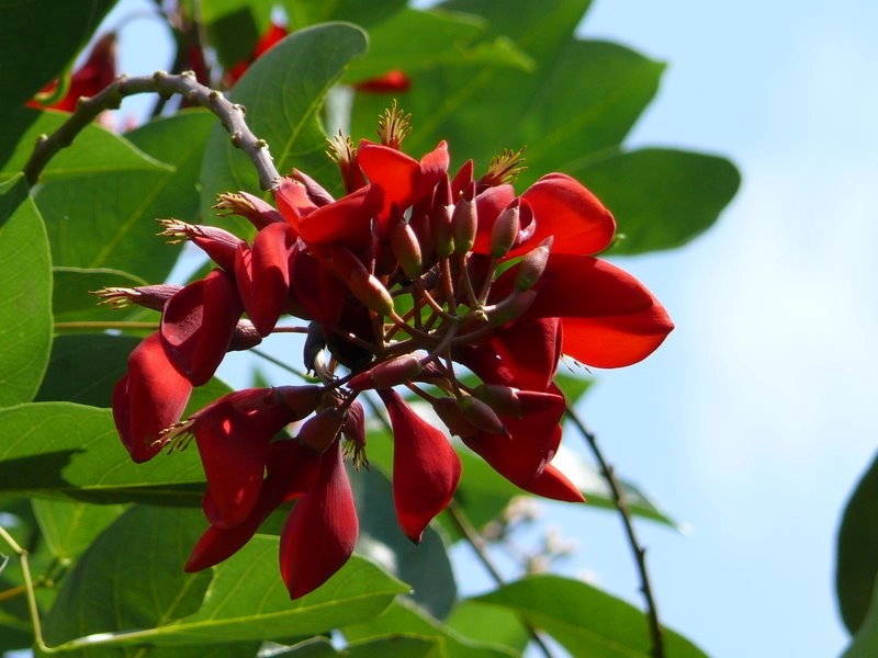 Hoa Osaka đỏ FULL HD rực rỡ màu sắc tươi sáng tự nhiên