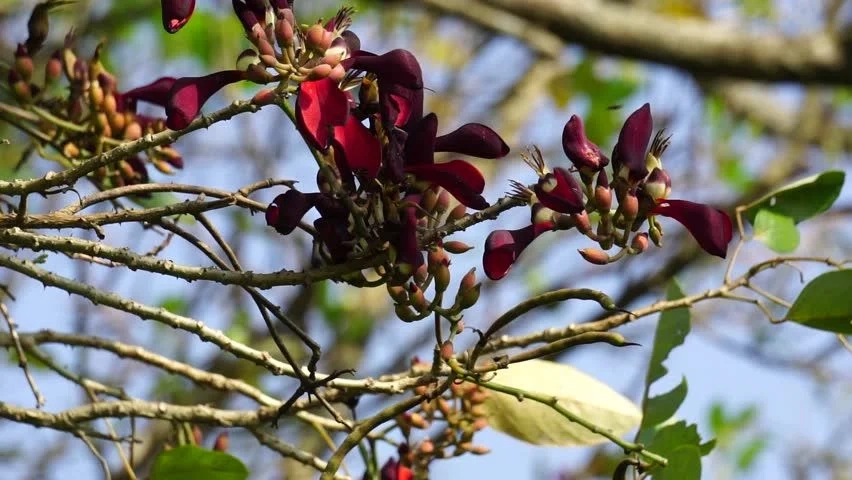 Hoa Osaka đỏ hiếm quý quyến rũ với sắc đỏ mê hoặc