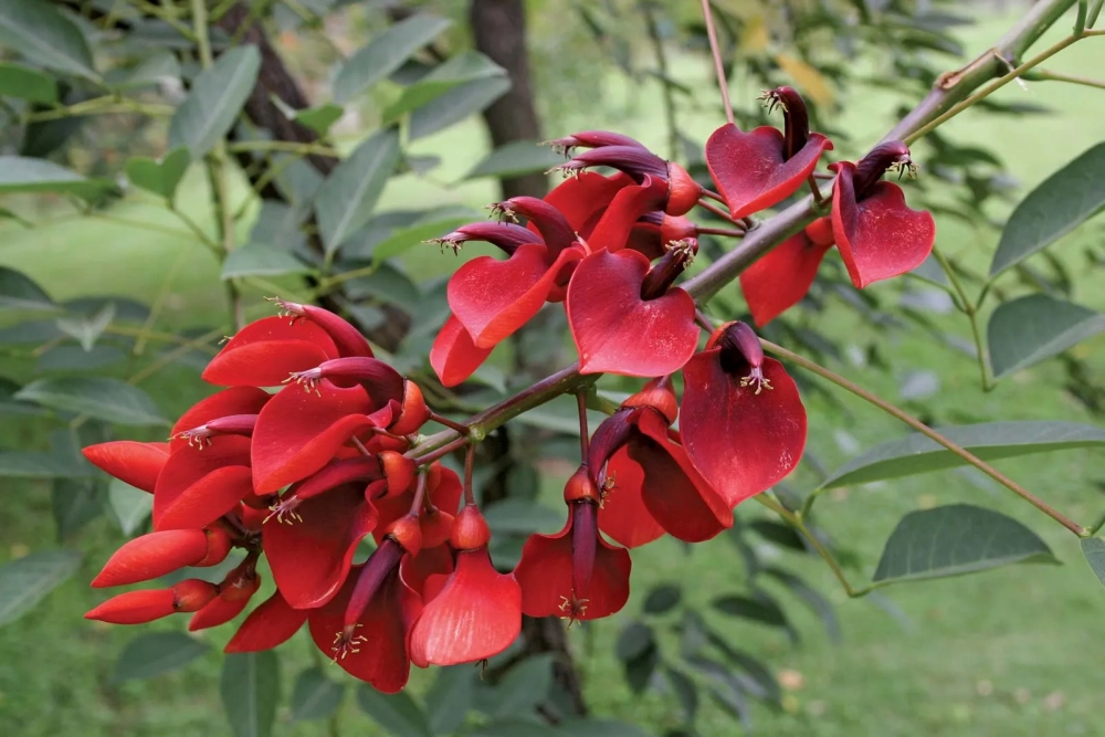 Hoa Osaka đỏ lãng mạn rực rỡ tựa ánh nắng ban mai