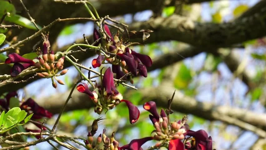 Hoa Osaka đỏ buồn man mác nhẹ nhàng với sắc đỏ thắm