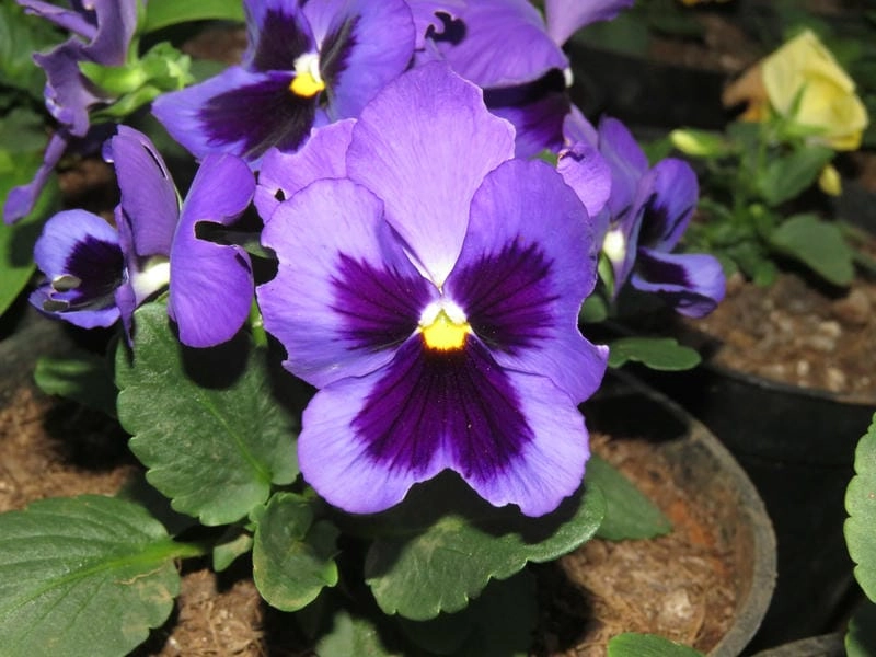 Hoa păng xê khoe sắc dịu dàng trong nắng sớm