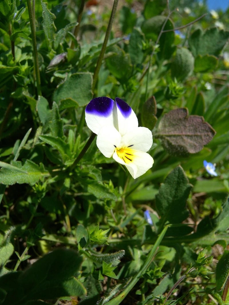 Hoa păng xê Full HD nổi bật vẻ đẹp thanh khiết