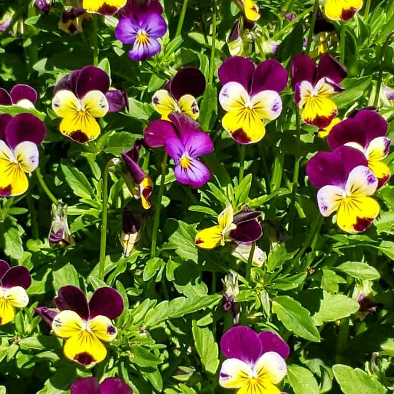 Hoa păng xê phong cách tạo điểm nhấn tinh tế