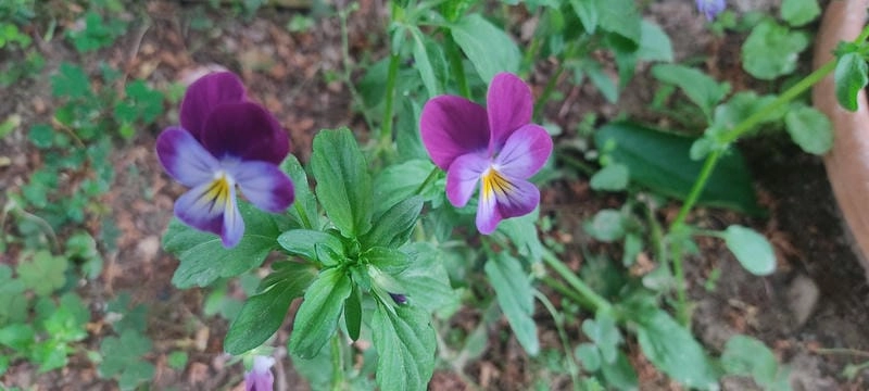 Hoa păng xê buồn gợi nhớ câu chuyện chưa kể