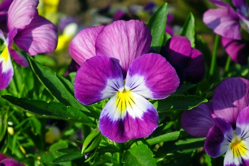 Hoa păng xê chất lượng giữ màu hoa rực rỡ