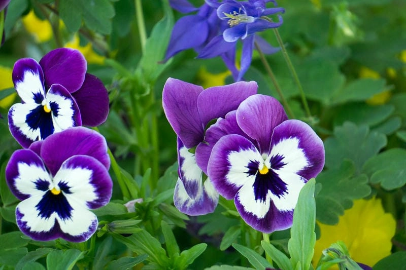 Hoa păng xê thẩm mỹ tinh khôi trong từng nét