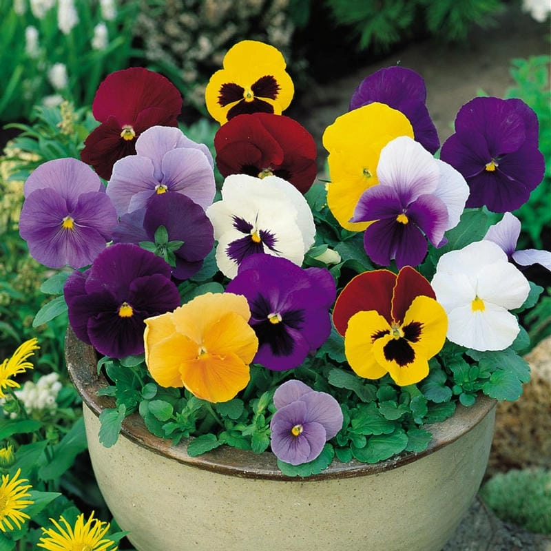 Hoa păng xê rực rỡ thắp sáng cả khu vườn