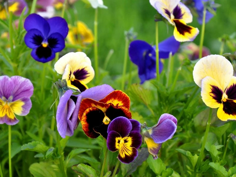 Hoa păng xê nghệ thuật như bức tranh sống động