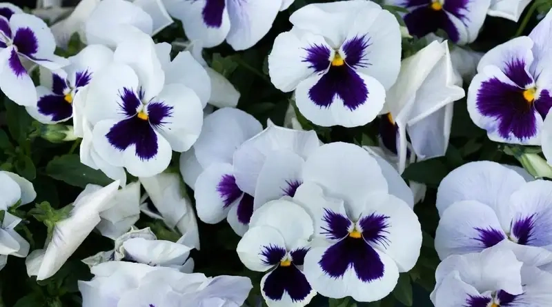 Hoa păng xê hiếm lung linh giữa sắc trời trong