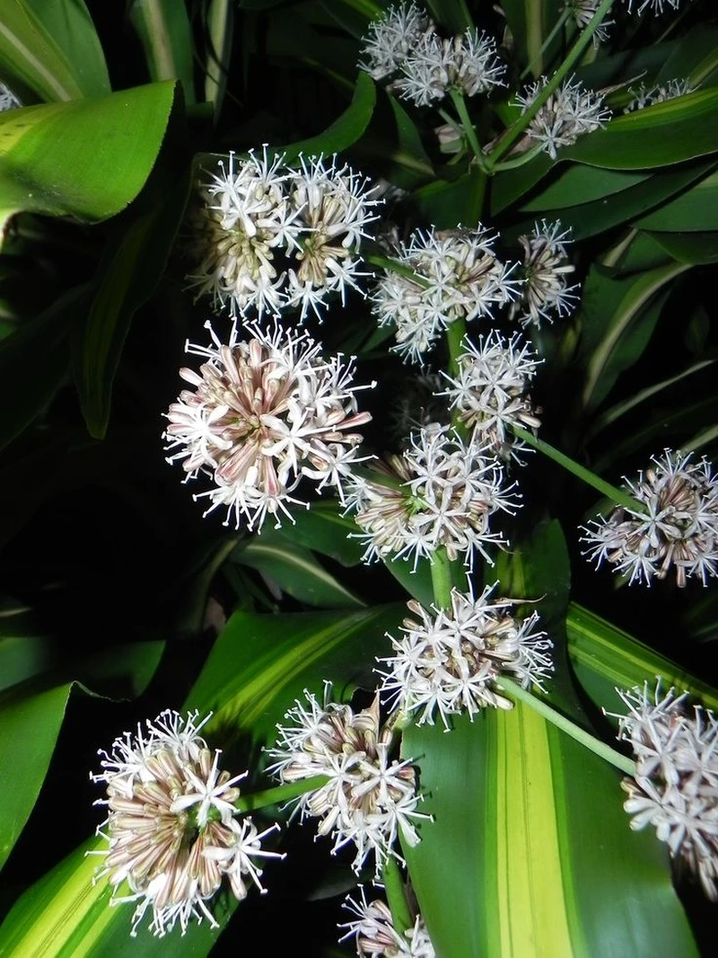 Ý nghĩa của hoa phát tài 