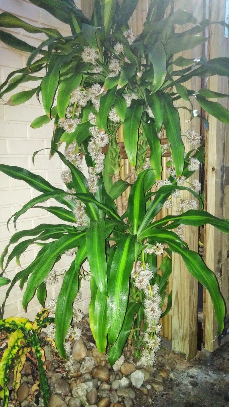 Trang trí phòng khách với cây hoa phát tài xanh mát