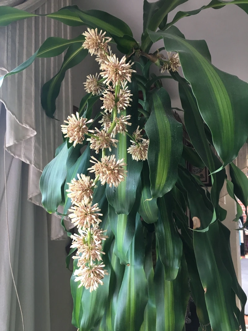 Món quà ý nghĩa tặng sếp là cây phát tài