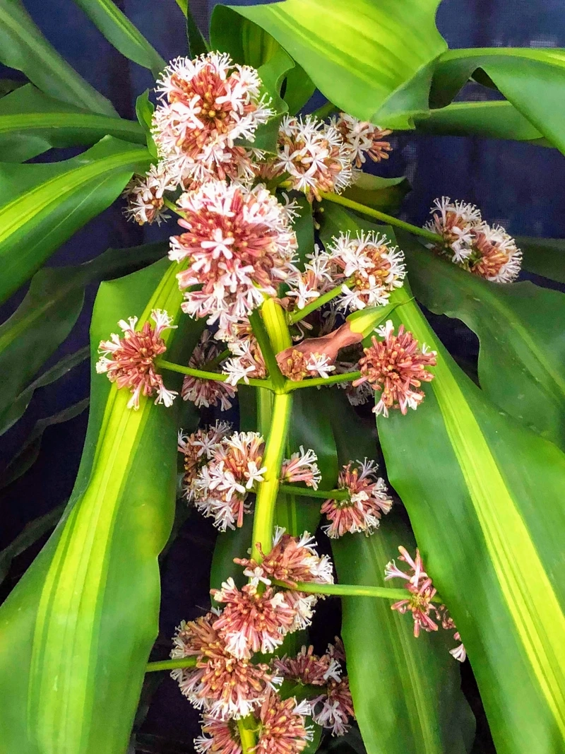 Vị trí đặt cây phát tài phong thủy hút tiền bạc