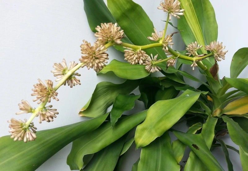 Khám phá trọn vẹn ý nghĩa hoa phát tài ngày Tết