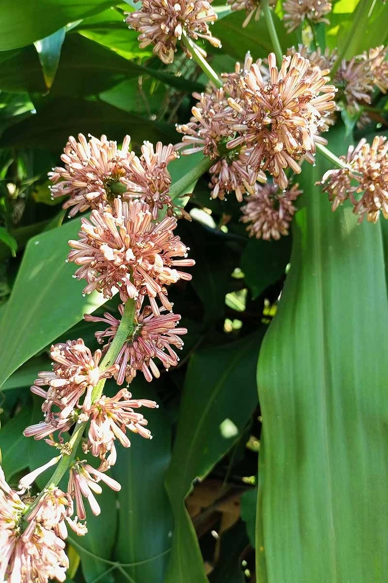 Chọn hoa phát tài để bàn giúp công việc hanh thông